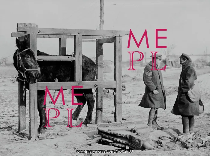 : Mule in stocks, Western Front, WW1 : Mule in stocks, Western Front, WW1