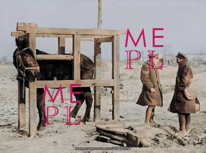 : Mule in stocks, Western Front, WW1 : Mule in stocks, Western Front, WW1