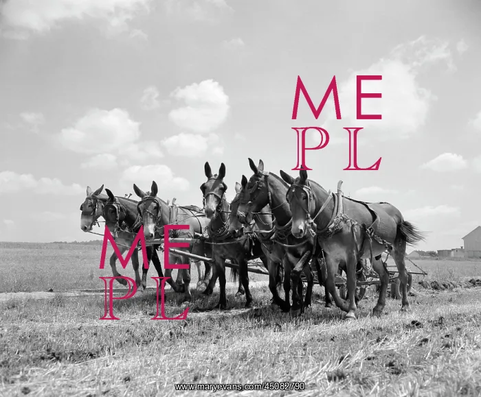  : Mule Team Pulling Plow