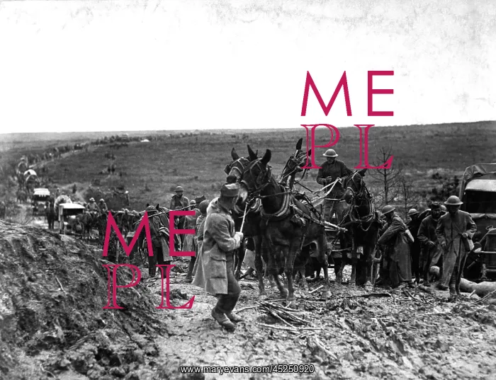 : Mules baulking in an American ammunition wagon : Mules baulking in an American ammunition wagon