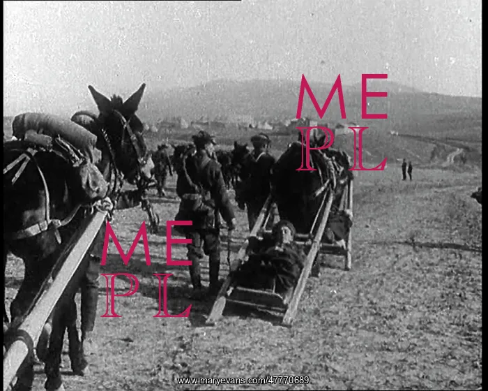 : Mules Dragging Injured Men On Stretchers : Mules Dragging Injured Men On Stretchers