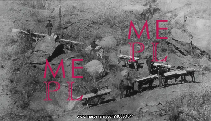 : Mules - Frontier - Pioneers - Transportation : Mules - Frontier - Pioneers - Transportation