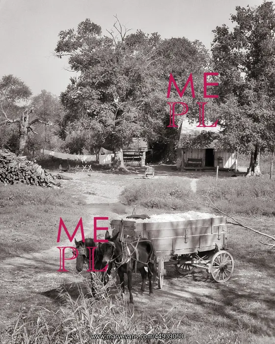 : Two Mules Hitched to Farm Wagon Filled with Picked : Two Mules Hitched to Farm Wagon Filled with Picked