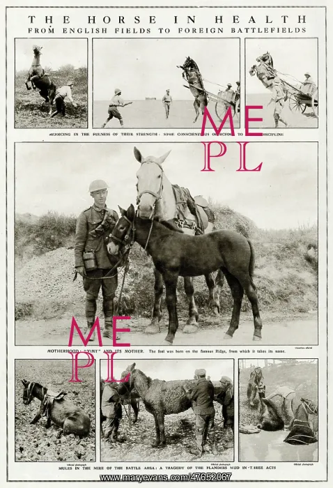 : Mules and horses during WWI : Mules and horses during WWI