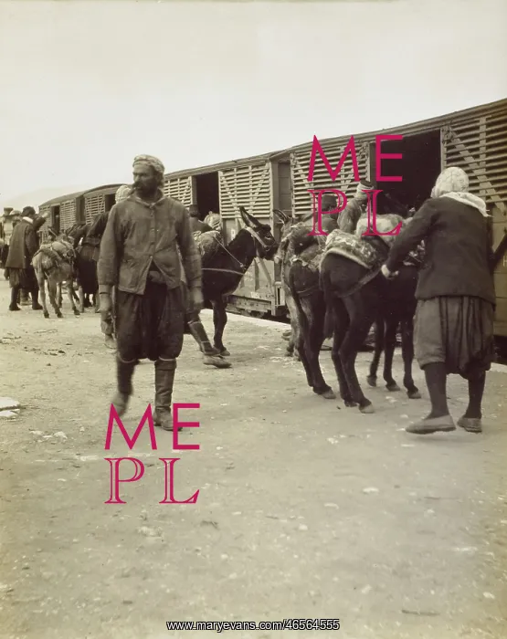 : Mules loaded onto a train - Selcuk, Turkey : Mules loaded onto a train - Selcuk, Turkey