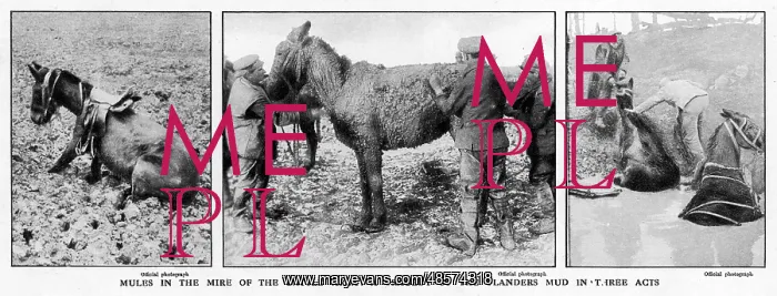 : Mules rescued from the mud, 1917 : Mules rescued from the mud, 1917