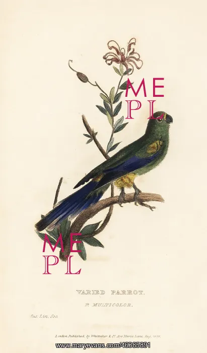 : Mulga parrot, Psephotus varius : Mulga parrot, Psephotus varius