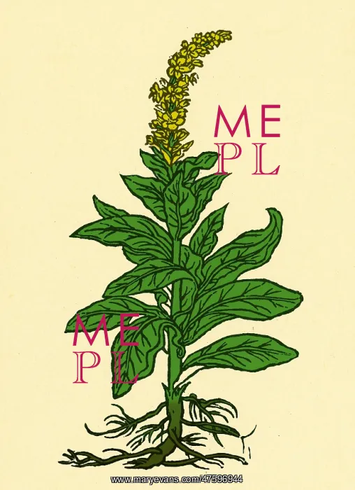 : Mullein. The mullein (verbascum thapsus) native to Europe : Mullein. The mullein (verbascum thapsus) native to Europe