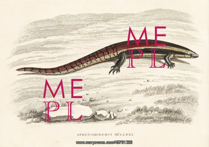 : Muller's skink, Sphenomorphus muelleri : Muller's skink, Sphenomorphus muelleri