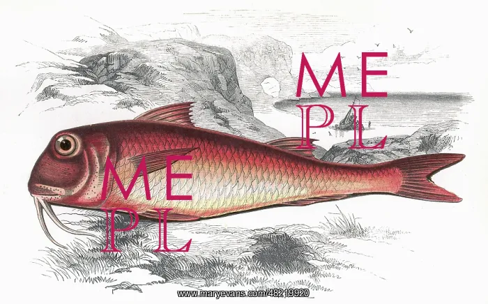 : Mullus barbatus, or Red Mullet : Mullus barbatus, or Red Mullet