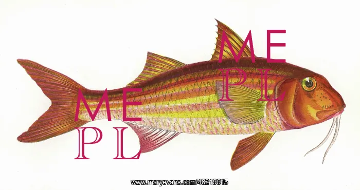 : Mullus surmuletus, or Striped Red Mullet : Mullus surmuletus, or Striped Red Mullet