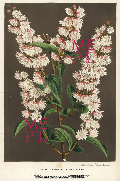 : Multi-flowered crenate deutzia, Deutzia crenata flore pleno : Multi-flowered crenate deutzia, Deutzia crenata flore pleno