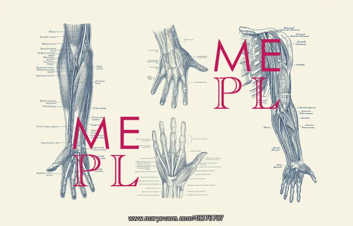 : Multi-view diagram showcasing ligaments, muscles : Multi-view diagram showcasing ligaments, muscles