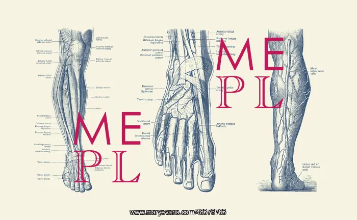 : A multi view of the human leg and foot, showcasing : A multi view of the human leg and foot, showcasing
