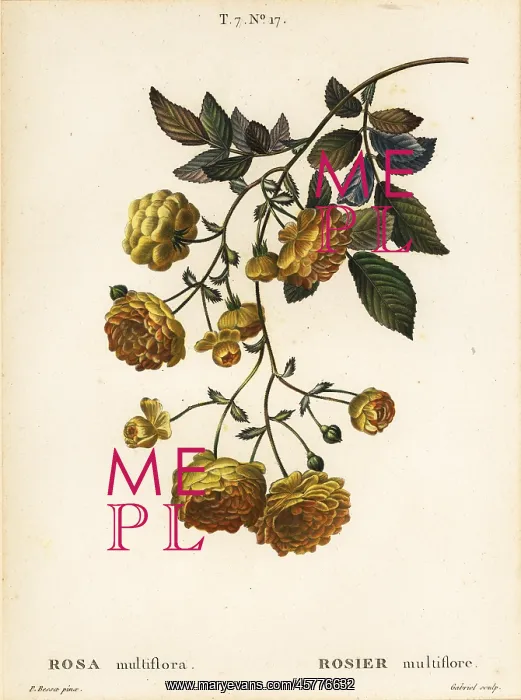 : Multiflora rose or Japanese rose, Rosa multiflora : Multiflora rose or Japanese rose, Rosa multiflora