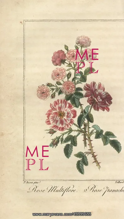 : Multiflora rose, Rosa multiflora, and Rose panachee : Multiflora rose, Rosa multiflora, and Rose panachee