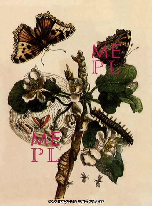 : Multiple Butterflies : Multiple Butterflies