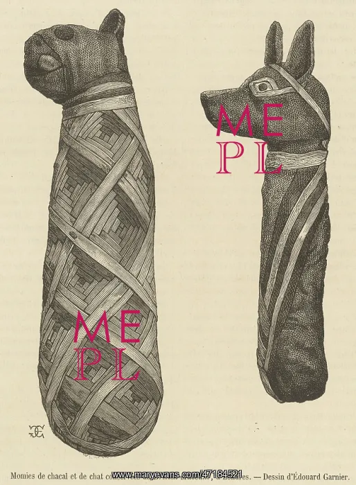 : Mummies of a CAT and a JACKAL : Mummies of a CAT and a JACKAL