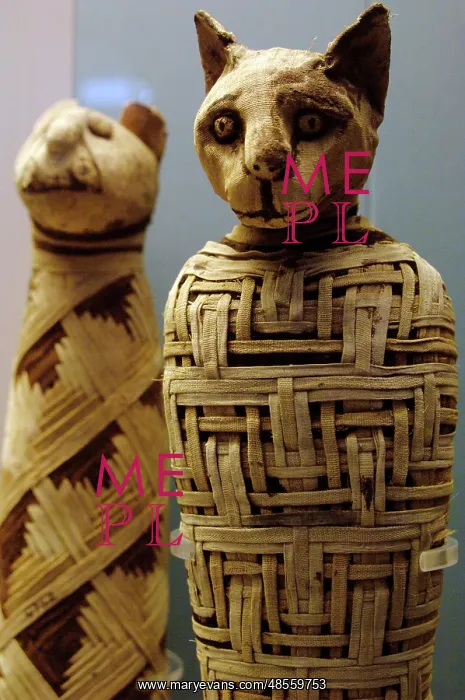 : Mummy of a cat. Egypt : Mummy of a cat. Egypt