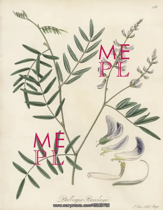 : Mundulea barclayi : Mundulea barclayi