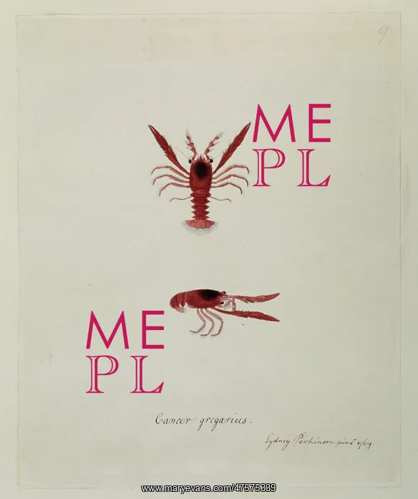 : Munida gregaria, lobster krill : Munida gregaria, lobster krill