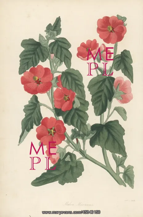 : Munro's globemallow, Sphaeralcea munroana : Munro's globemallow, Sphaeralcea munroana
