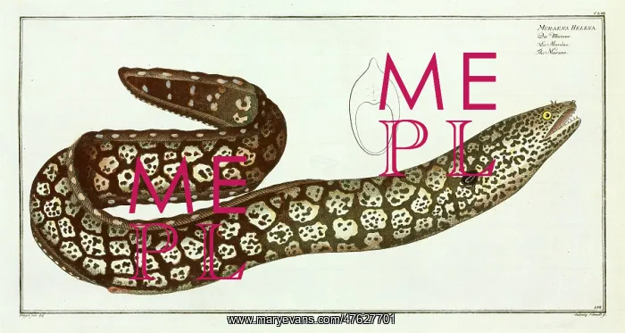 : Muraena helena : Muraena helena