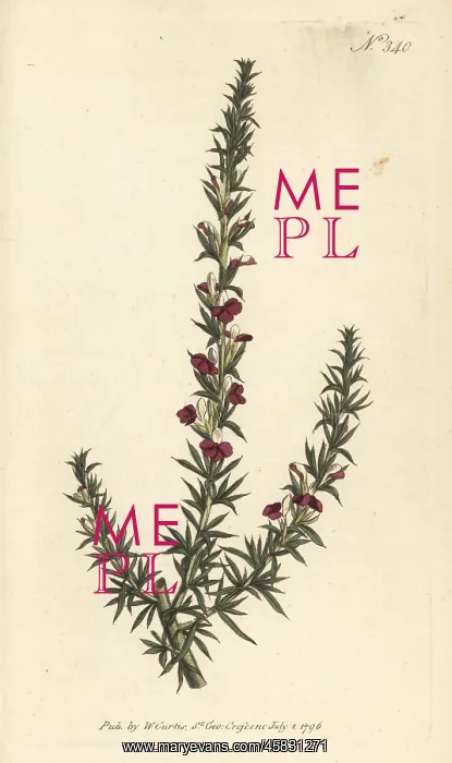 : Muraltia heisteria : Muraltia heisteria