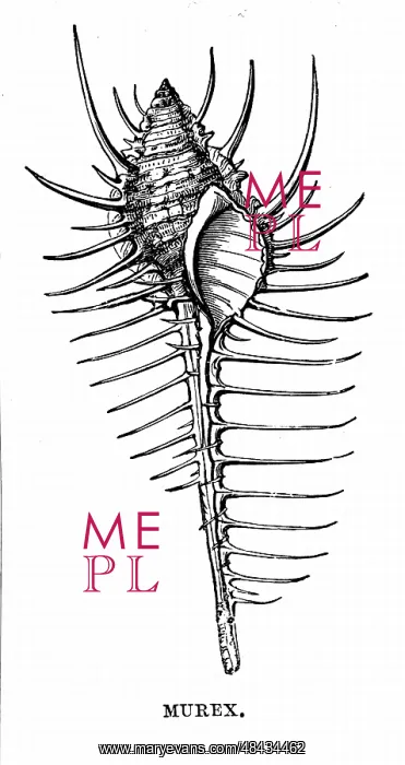 : Murex. The mollusc which inhabited this shell : Murex. The mollusc which inhabited this shell
