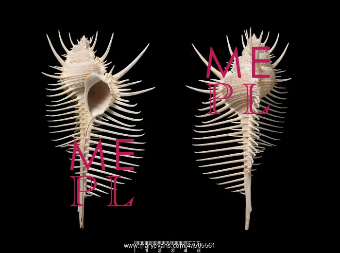 : Murex pecten, Venus comb : Murex pecten, Venus comb