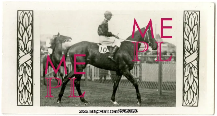 : Murillo, Australian race horse : Murillo, Australian race horse