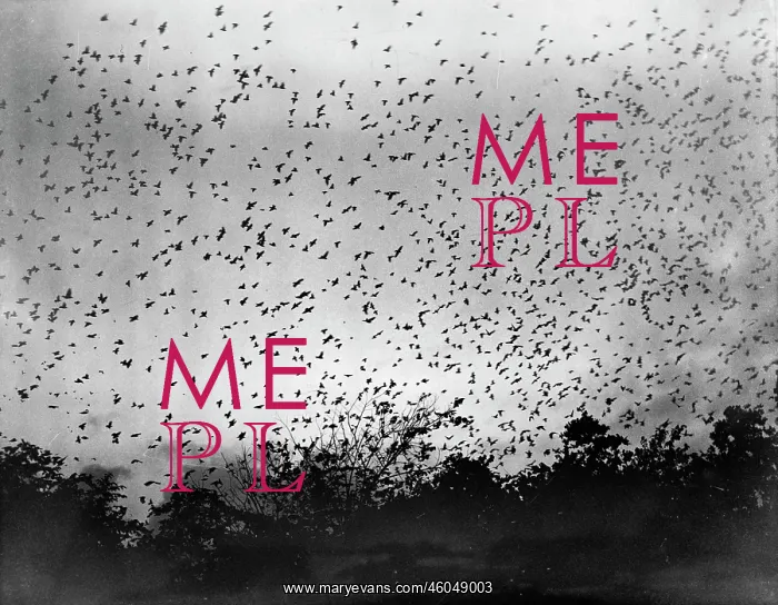 : Murmuration of starlings : Murmuration of starlings