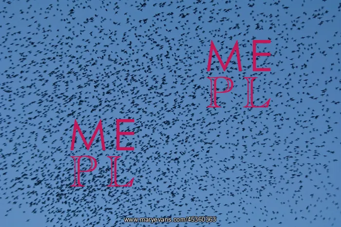 : Murmuration of Starlings DP : Murmuration of Starlings DP