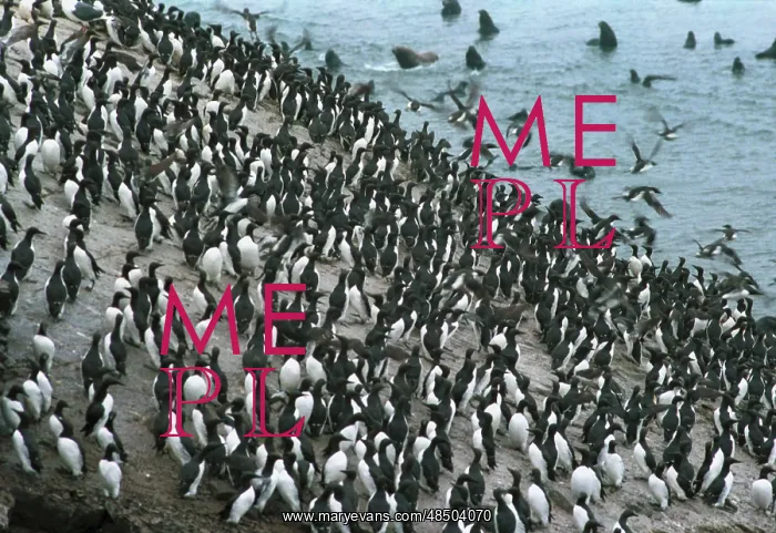 : Murre colony on Tyuleny Island, 1991 : Murre colony on Tyuleny Island, 1991