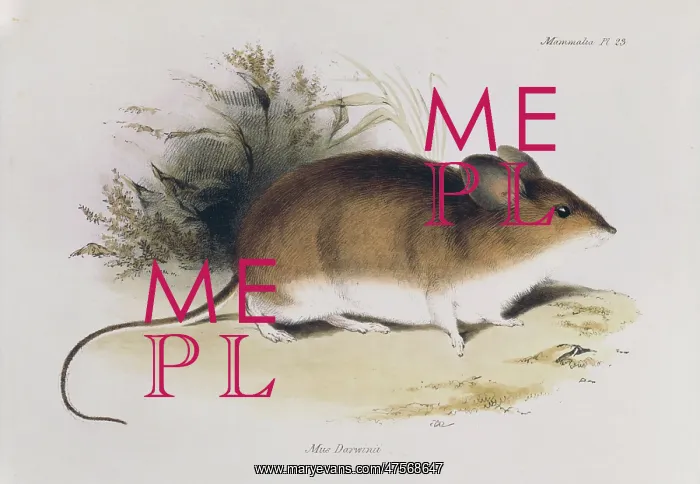 : Mus darwinii, Darwin's mouse : Mus darwinii, Darwin's mouse