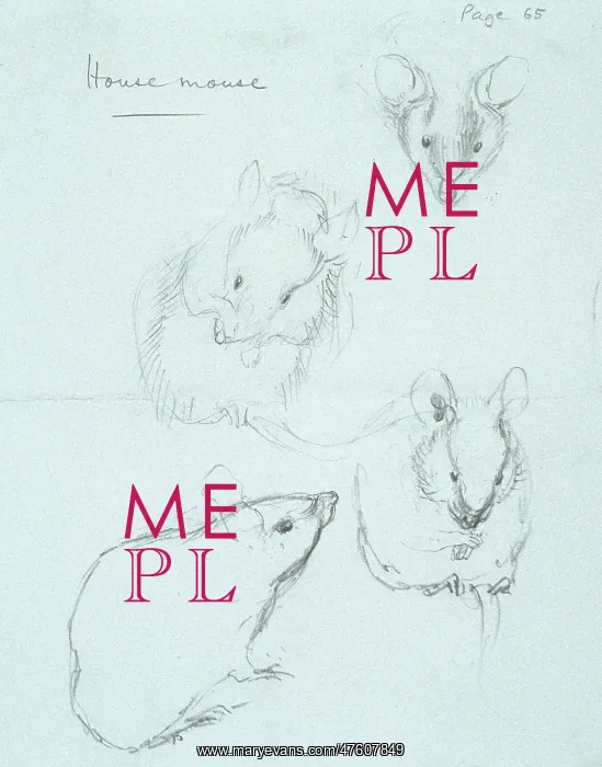 : Mus musculus, house mouse : Mus musculus, house mouse