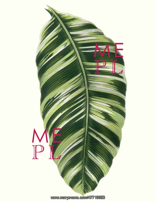 : Musa Vittata Leaf : Musa Vittata Leaf