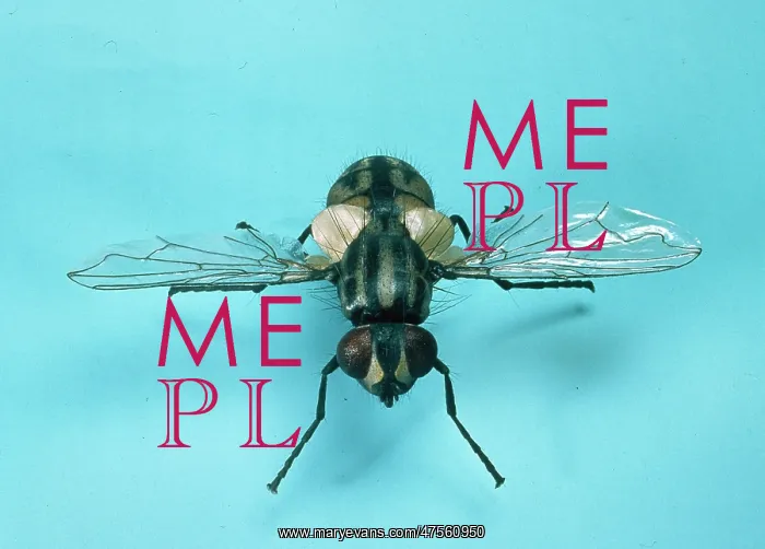 : Musca domestica, house fly : Musca domestica, house fly