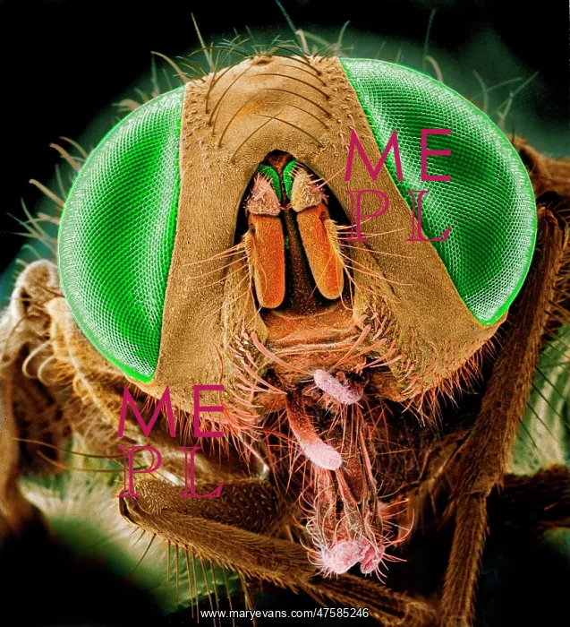 : Musca domestica, house fly : Musca domestica, house fly