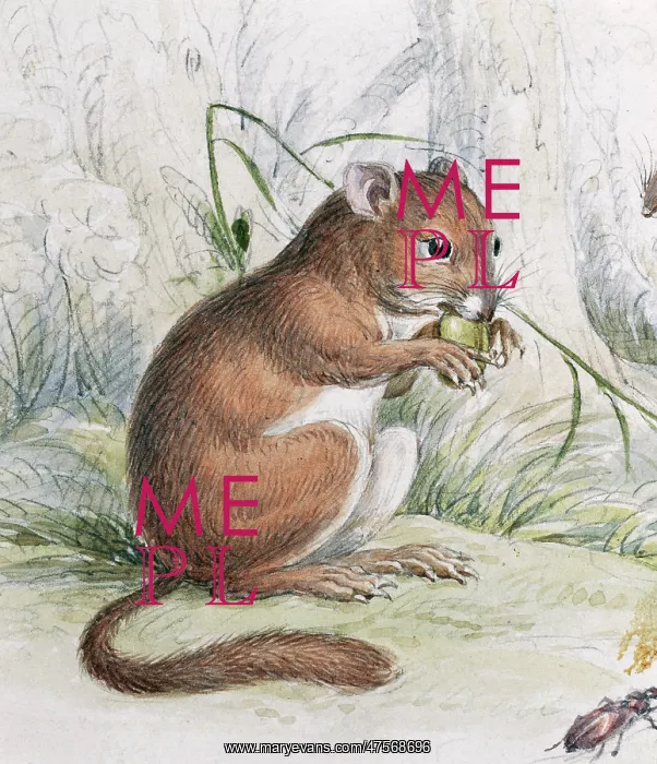 : Muscardinus avellanarius, common dormouse : Muscardinus avellanarius, common dormouse