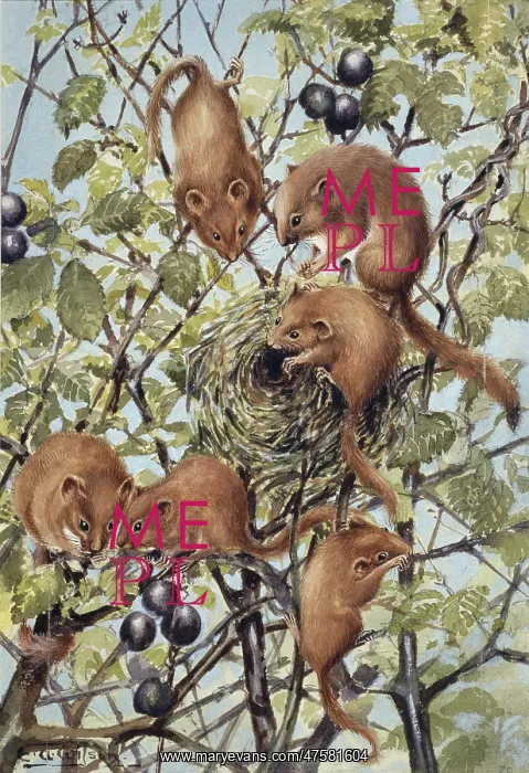  : Muscardinus avellanarius, common dormouse