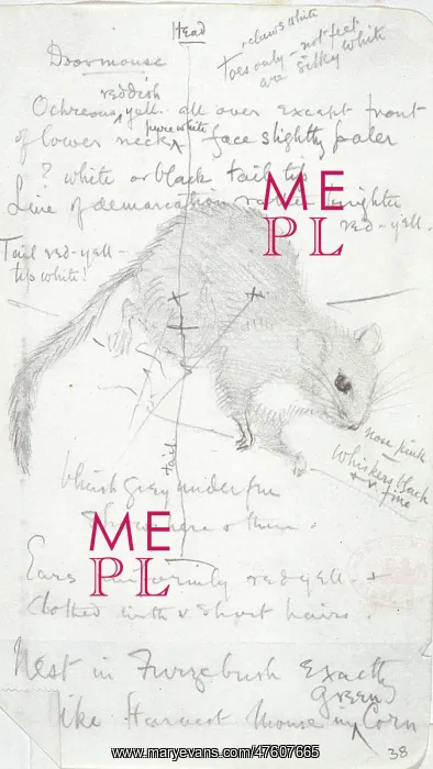 : Muscardinus avellanarius, common dormouse : Muscardinus avellanarius, common dormouse