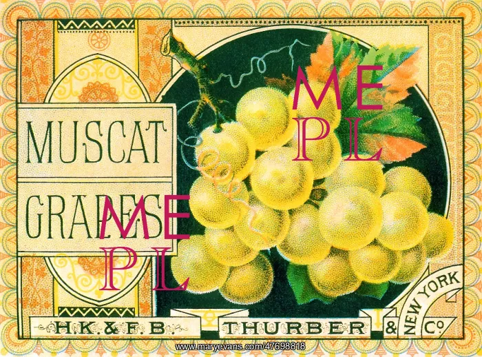  : Muscat Grapes