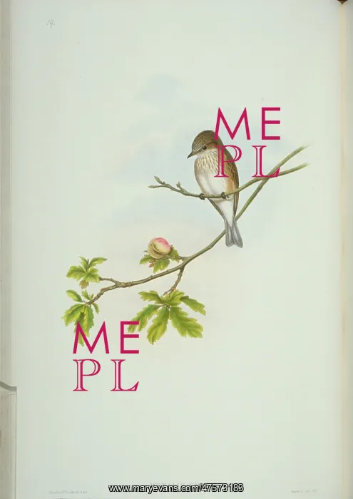 : Muscicapa striata, spotted flycatcher : Muscicapa striata, spotted flycatcher