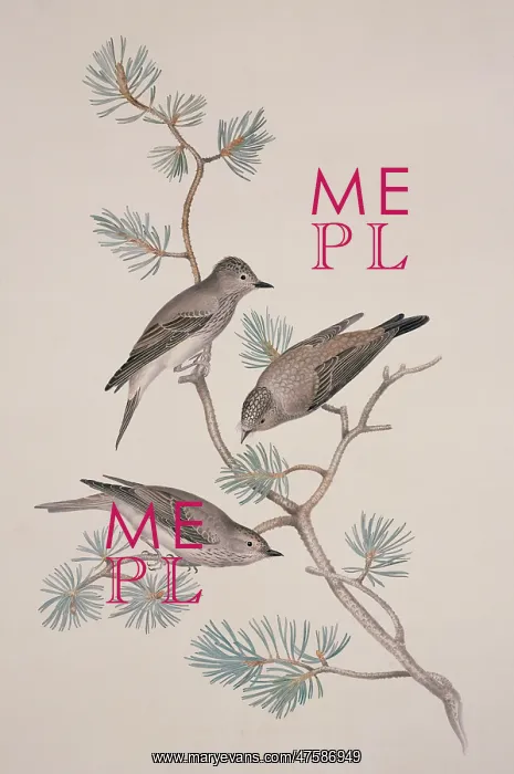 : Muscicapa striata, spotted flycatcher : Muscicapa striata, spotted flycatcher