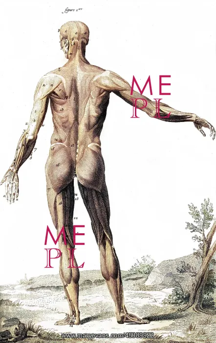 : MUSCLES / ANATOMY 18TH C : MUSCLES / ANATOMY 18TH C