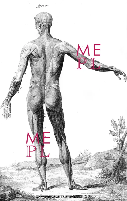 : MUSCLES / ANATOMY 18TH C : MUSCLES / ANATOMY 18TH C