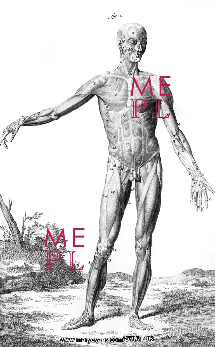 : MUSCLES / ANATOMY 18TH C : MUSCLES / ANATOMY 18TH C