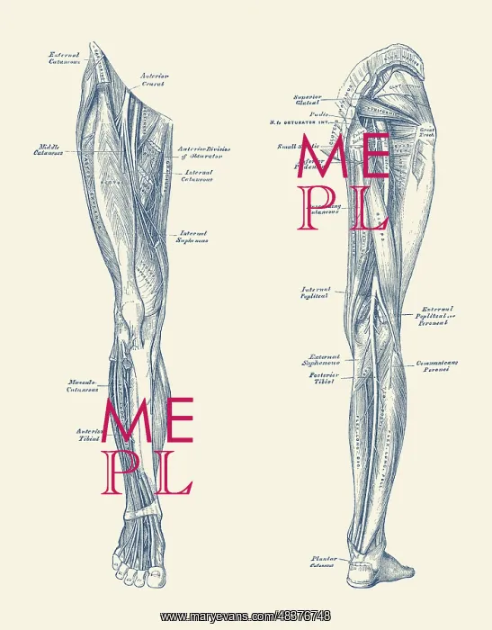 : Muscles and arteries in the legs : Muscles and arteries in the legs