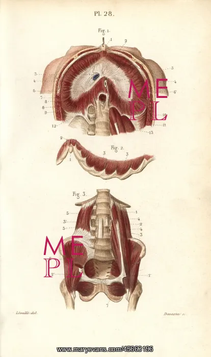 : Muscles of the diaphragm, ribs and pelvis : Muscles of the diaphragm, ribs and pelvis